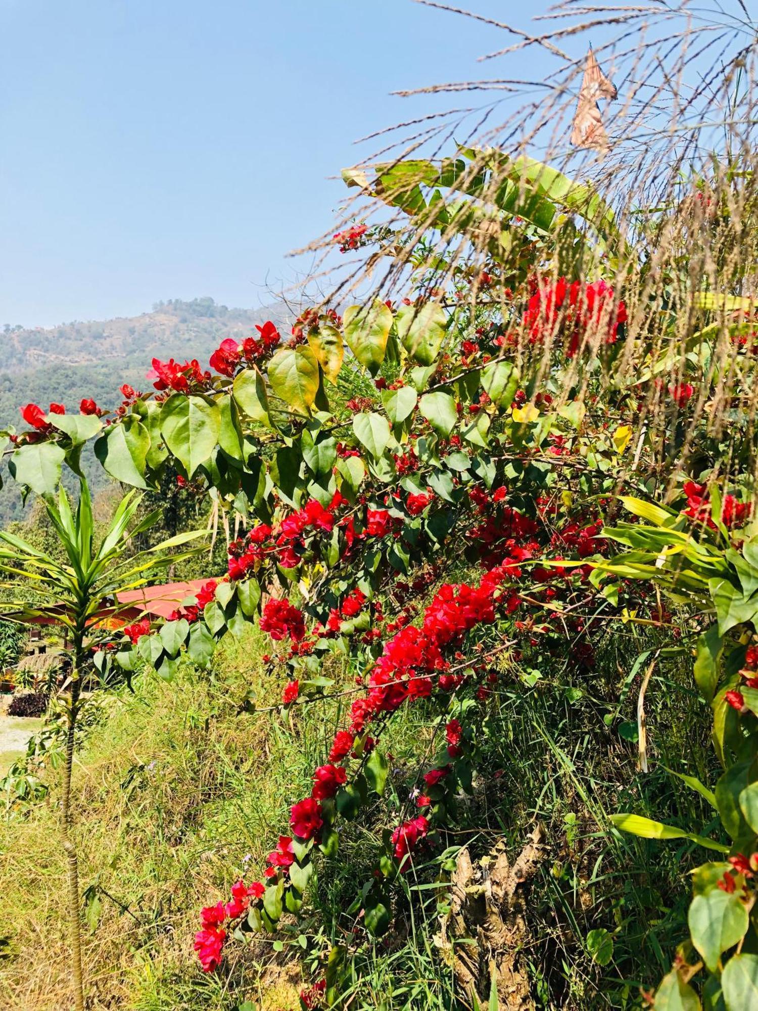 Into The Wild Pokhara Kaski Exterior foto